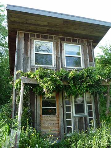 Wisteria